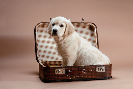 Golden retriever puppy sitting in retro suitcase.