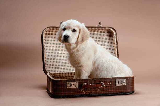 Filhote de cachorro Golden retriever sentado em mala retrô. - foto de acervo