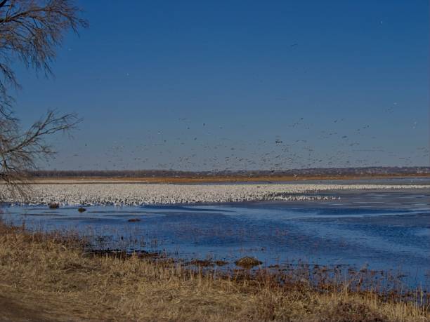 istock Thousands of Snow Geese Migrate Through Missouri 1980449228