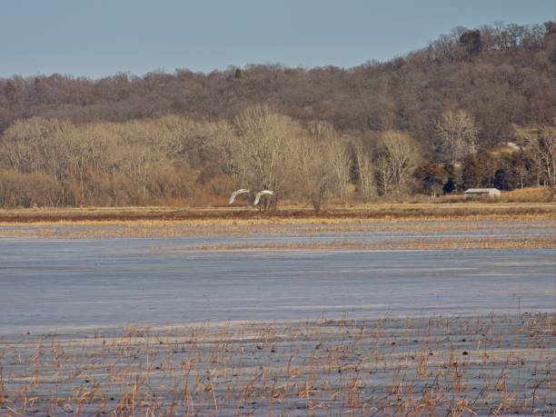 istock Thousands of Snow Geese Migrate Through Missouri 1980449232