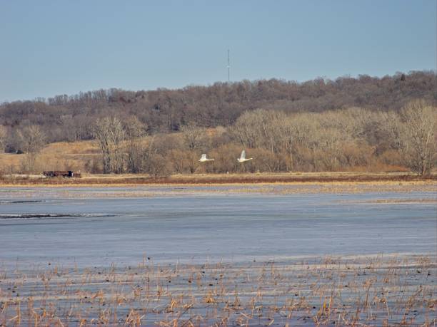 Thousands of Snow Geese Migrate Through Missouri