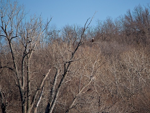 Bald Eagle migration through the Loess Bluffs National Wildlife Refuge in Holt County Missouri