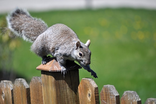 Eastern gray squirrel walks on a wooden fence. Top of the fence was scratched from animal claws.