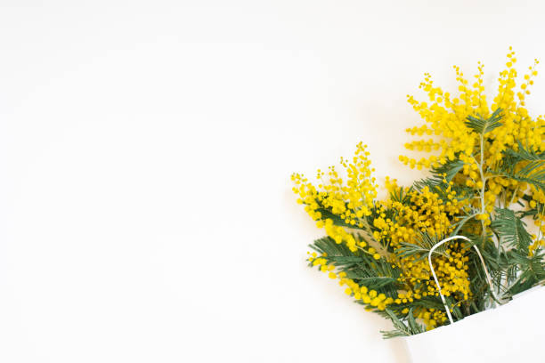 Spring yellow flower mimosa on white background. Natural spring background with copy space. Easter decoration. Top view Flat Lay