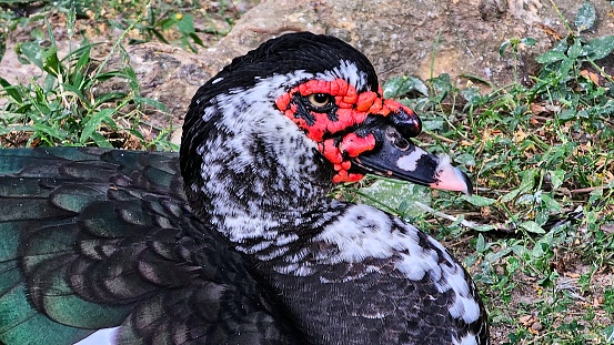 Duck flapping its wings in a pond