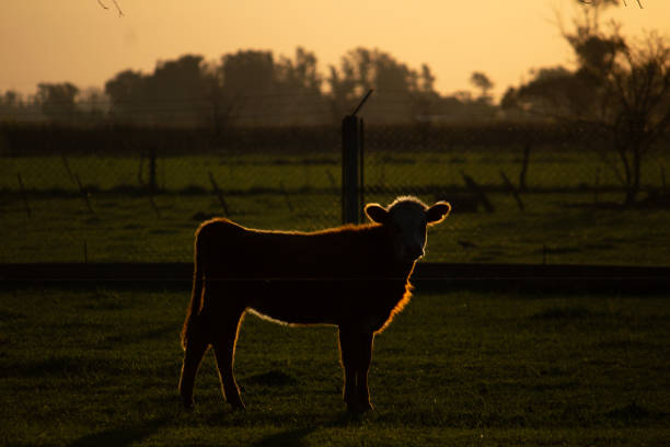on the countryside of San Miguel del Monte, Buenos Aires, Argentina