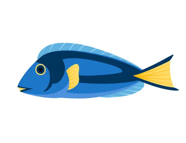 Vector illustration of Exotic tropical aquarium fish blue tang vector illustration isolated on white background cartoon animal design