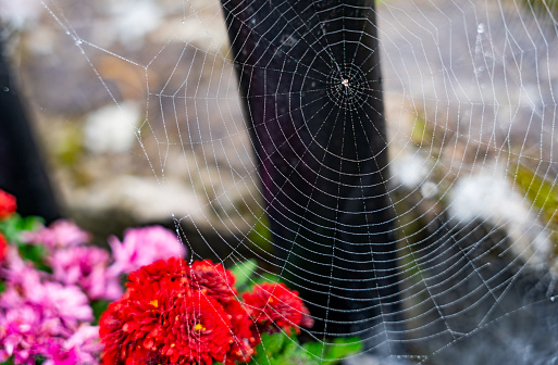 Closeup detail of a large spider web with a background of striking flowers in the background and somewhat out of focus on a trip through Ireland