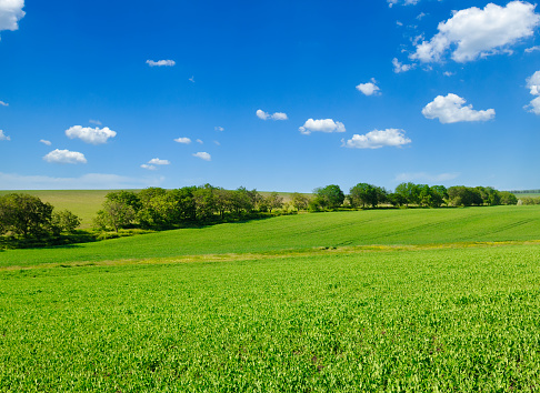 Green field with blooming peas and blue sky.