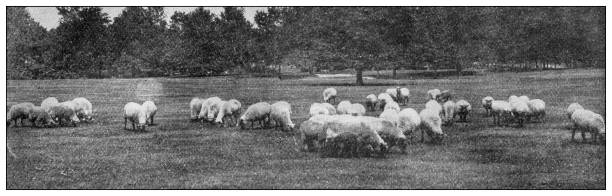 istock Sport and pastimes in 1897: Flock of sheep 1980518732
