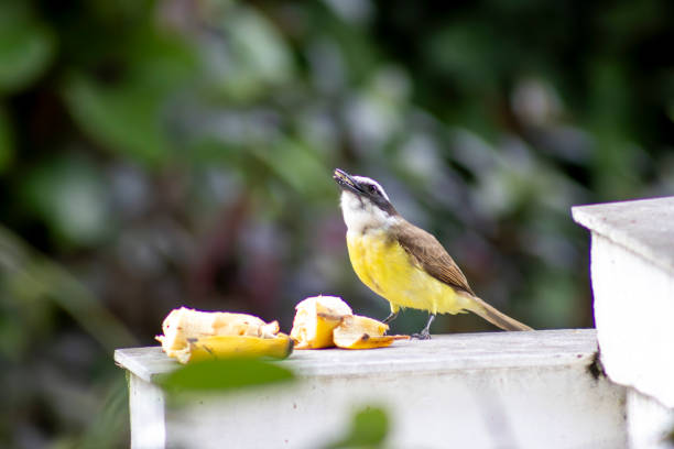 Bird Bem-Te-Vi eating a banana.