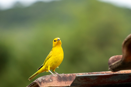 Myiozetetes similis, the Social Flycatcher, graces Central and South American habitats with its sociable nature. This small bird adds liveliness to the diverse tapestry of tropical landscapes.