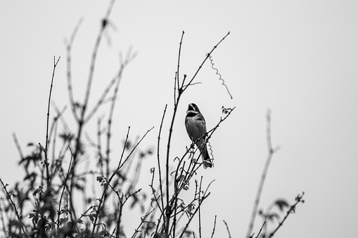 Bicudo Bird in a tree in Serra da Mantiqueira, Brazil. Photo in Black and White.