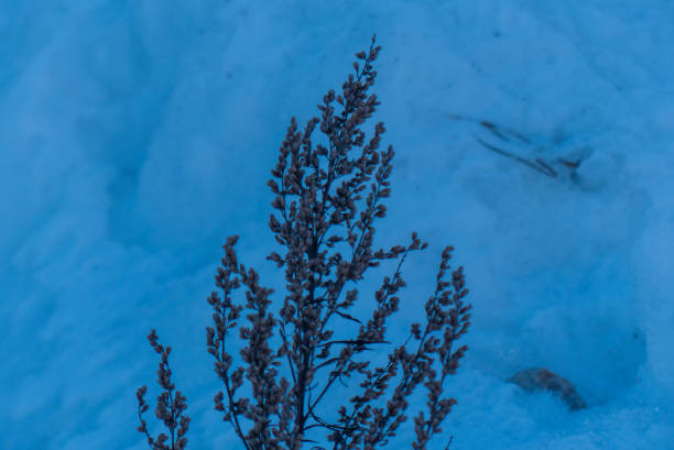 Ice covered bush