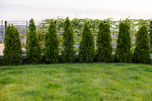 Thuja smaragd in a row as a fence