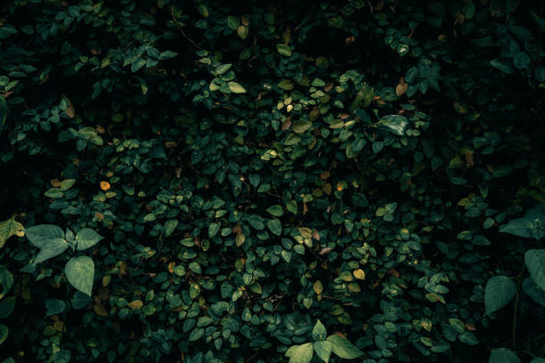 istock Wall with ivy in dark colors 1980569580