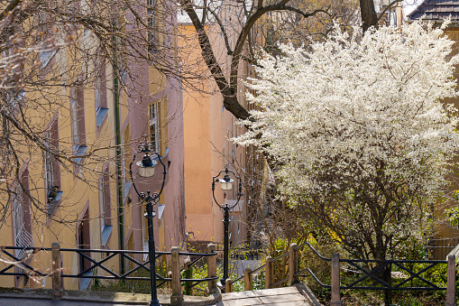spring, Budapest, street, scene, stepped, hillside, ornamental, tree, white, flowers,