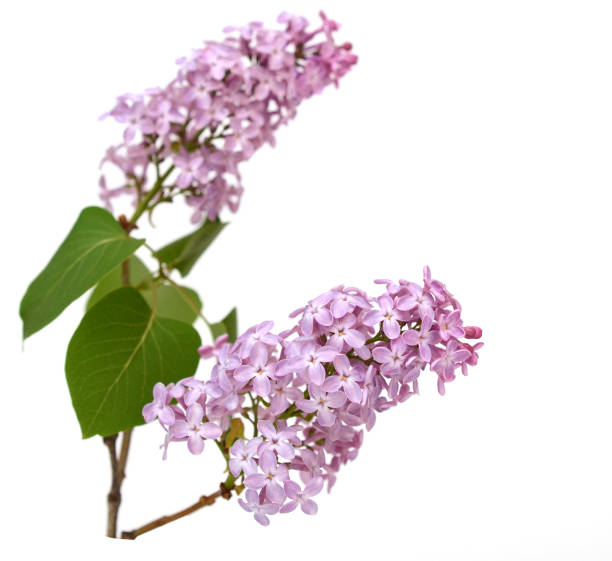 istock Purple Lilac flowers 1980582084