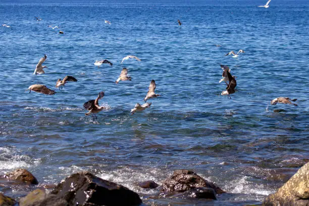 Large group of Seagulls floating at sea