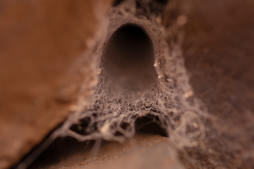 Spider web tunnel. Shallow depth of field