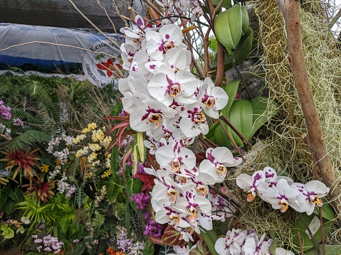 Mature woman looking at orchids in a flower shop.