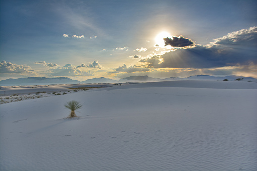 White Sands National Monument sunset with flora and clouds