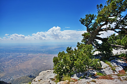 From Sandia Peak looking over Albuquerque daytime with tree at the edge and clouds