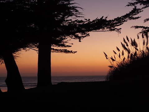 Silhouette of grass and trees during sunset at Moonstone Beach, California. 
OLYMPUS DIGITAL CAMERA