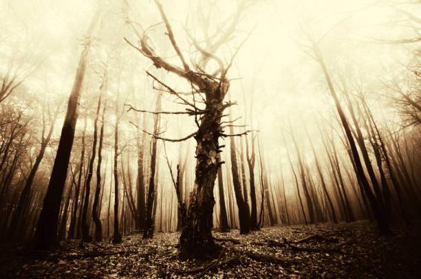 istock old tree in scary dark woods, fantasy landscape 1980620678
