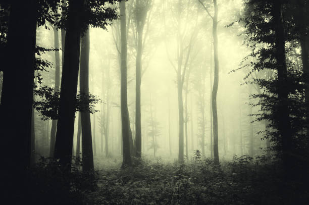 istock fog in forest mysterious halloween background 1980620686