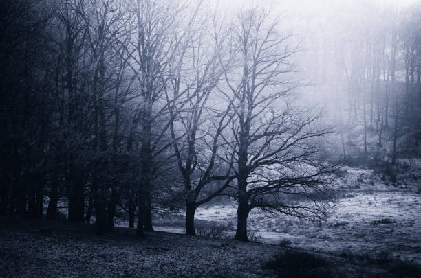 Landscapes - Forest - Europe, Romania, Suceava region