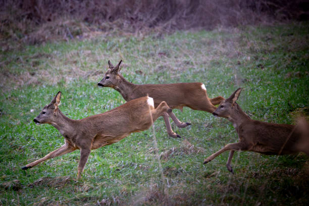 istock Roe deer, capreolus capreolus, running in the grass 1980622792