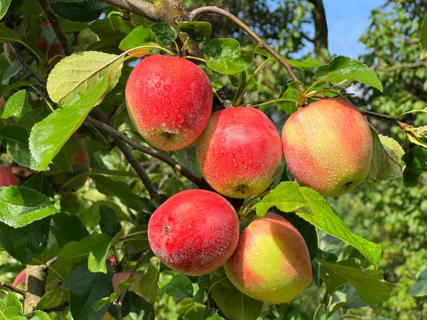 istock Apples on tree branch in the fruit orchard 1980659143