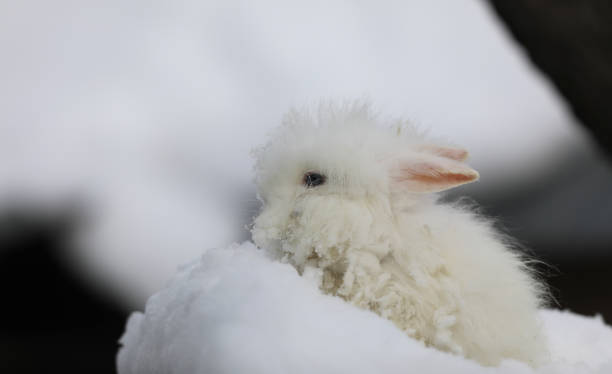 istock white blue-eyed rabbit in the snow 1980670597