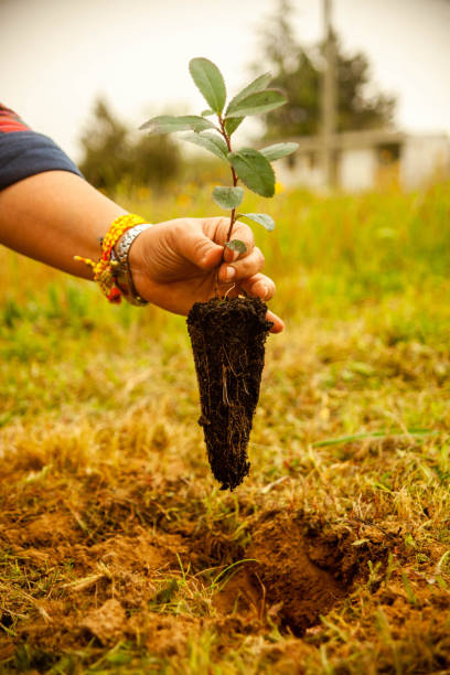 istock Female hand holding a small tree. 1980671120