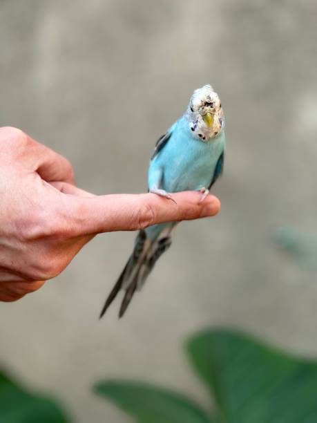 istock blue parakeet on a man's finger 1980671128