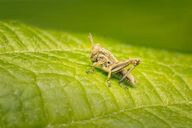 istock Small grasshopper resting on a green leaf with blurred background and copy space 1980672147