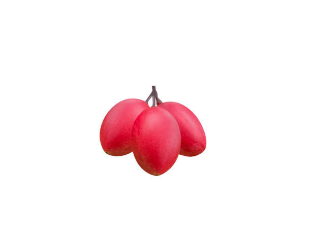 Synsepalum dulcificum or miracle fruit is used in sweetener and flavoring for beverages and foods