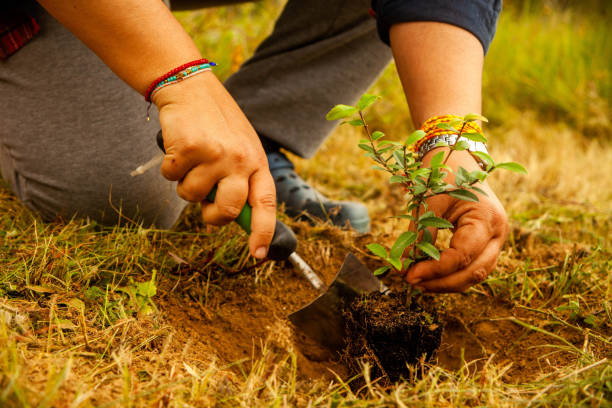 istock A woman's hand plants a baby tree. 1980688786