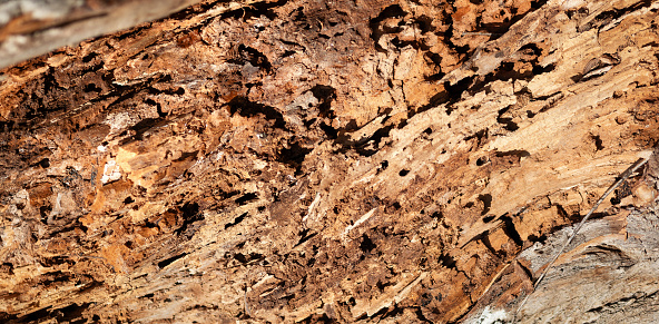 Old rotten wood, tree trunk banner or background