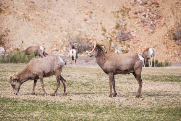 istock Bighorn sheep in the wild 1980718623