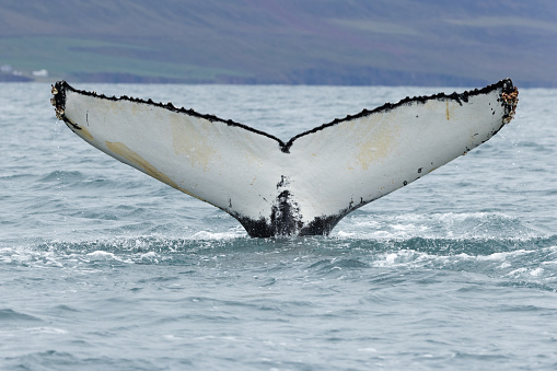 A humpback whale (Megaptera novaeangliae) tail or fluke in the air