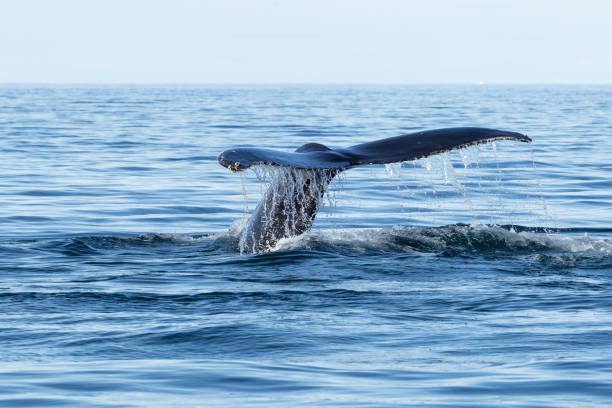 baleia jubarte (megaptera novaeangliae) com a cauda fora da água e criando uma cachoeira de gotículas de água - pacific ocean - fotografias e filmes do acervo