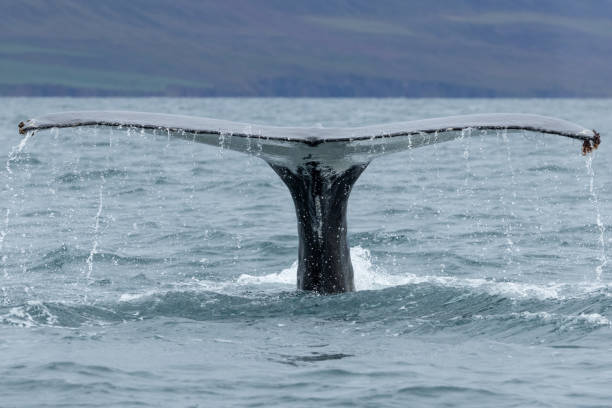 istock Humpback whale (Megaptera novaeangliae) lifting the tail creating a waterfall of water droplets 1980728469