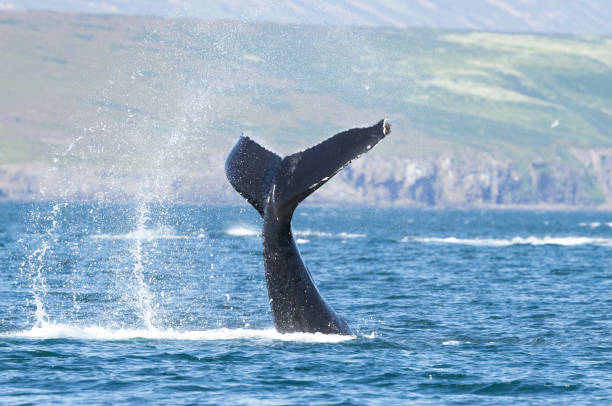 istock Humpback whale (Megaptera novaeangliae) tail slapping or lobtailing in North Iceland 1980728717