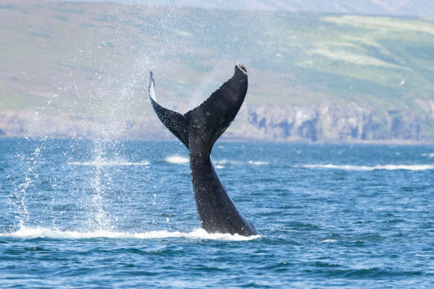 Humpback whale (Megaptera novaeangliae) tail slapping or lobtailing in North Iceland