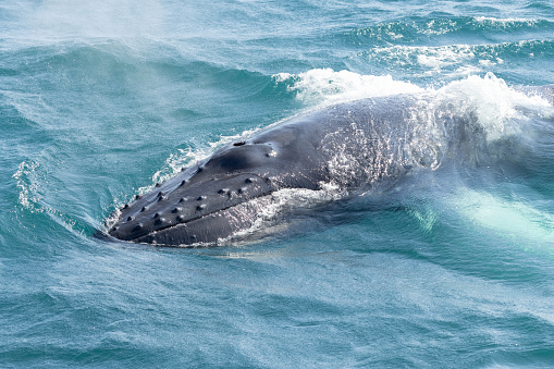 Aerial view of a Humpback whale breathing at the surface in north Iceland in a sunny summer day