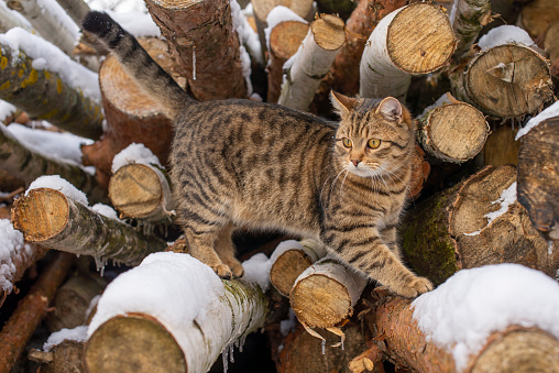 Cute cat among wooden logs covered with snow. Winter Tabby Cat.