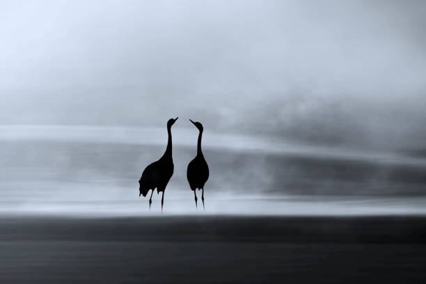 istock Two cranes. Black white nature background. 1980731616