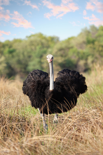 ostrich walking in the bush, wildlife game reserve in Botswana